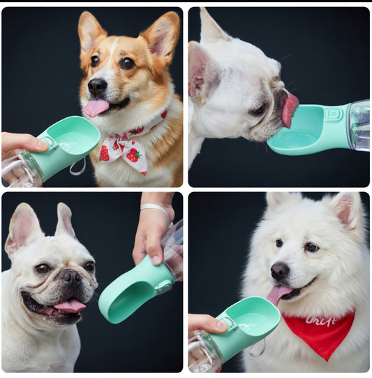 Sippy cup for dogs